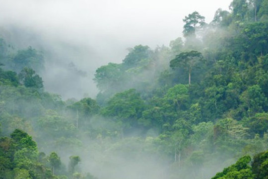 Các khu rừng nhiệt đới trên thế giới đang mất dần khả năng hấp thụ CO2