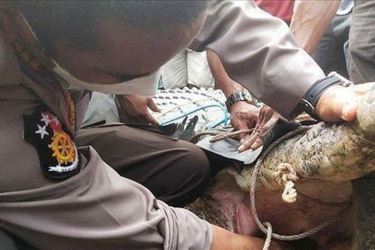 Bắt cá sấu không... răng dìm chết thiếu nữ 17 tuổi
