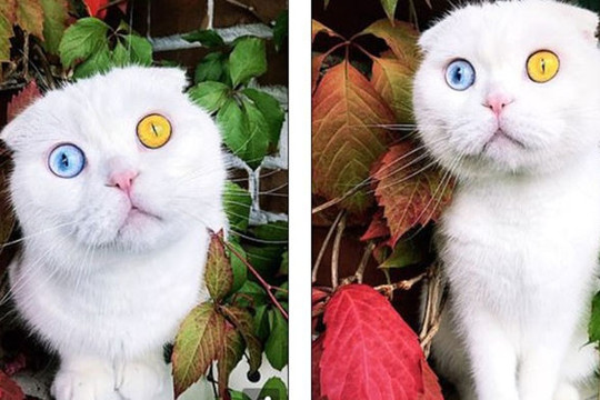 Độc đáo chú mèo có 2 màu mắt một xanh một vàng