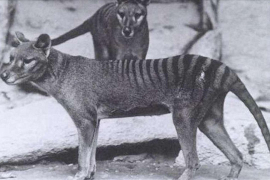 Những hình ảnh cực hiếm cuối cùng của hổ Tasmania