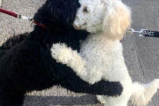 Hình ảnh 2 chú chó ôm nhau gây 'bão mạng'