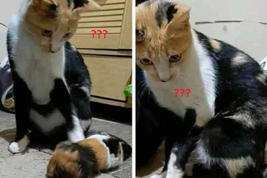 Mèo mẹ hoang mang tột độ khi ngắm con mình, đến khi nhìn rõ 'mèo con' thì ai cũng phải thông cảm cho sự ngơ ngác này