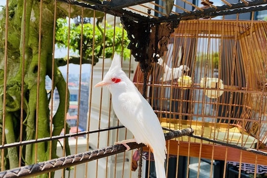 Chú chim 'Bạch Vương môi hồng', đại gia Hà Nội trả 500 triệu không bán