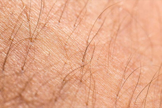 Phát triển thành công da từ tế bào gốc có thể được cấy ghép và mọc lông