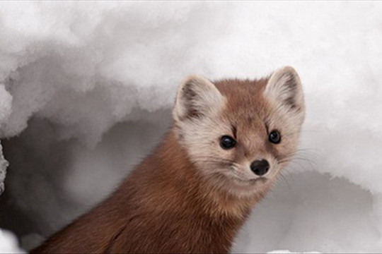 Video: Xem chồn thông săn chuột dưới mê cung tuyết