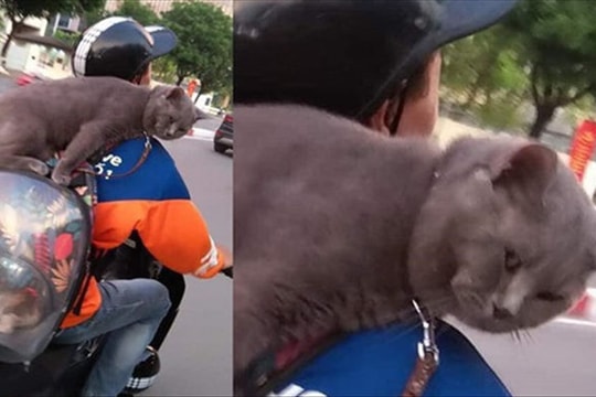 Shipper chở mèo trên phố, biểu cảm của con vật ngồi trên ba lô khiến người đi đường bật cười