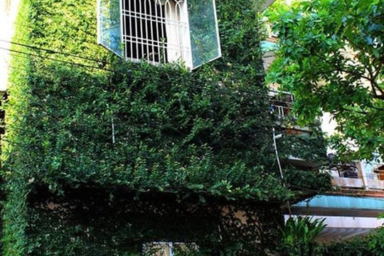 Độc đáo nhà 3 tầng phủ kín cây xanh của 'dị nhân' chơi cây nổi tiếng