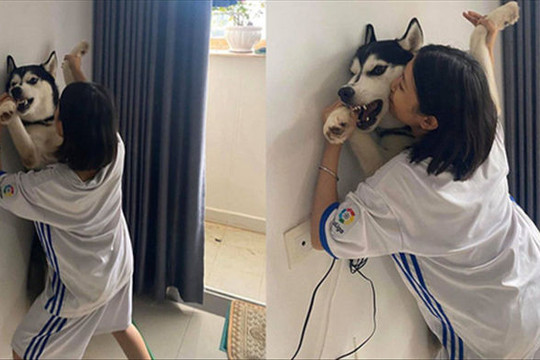Cô gái 'cưỡng hôn' chó Husky, biểu cảm của con vật khiến người xem không thể nhịn cười