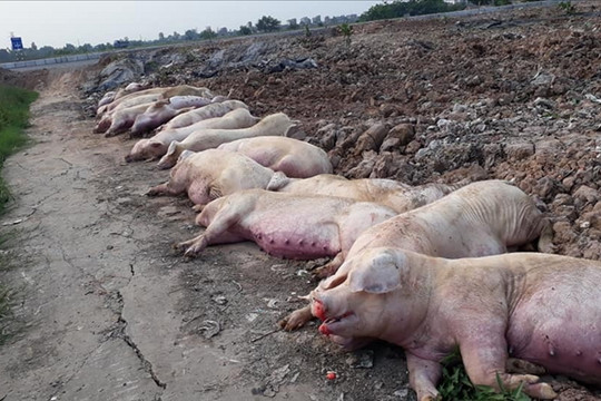 Dịch bệnh bùng phát, tiêu huỷ 34.000 con lợn, giá thịt lại tăng