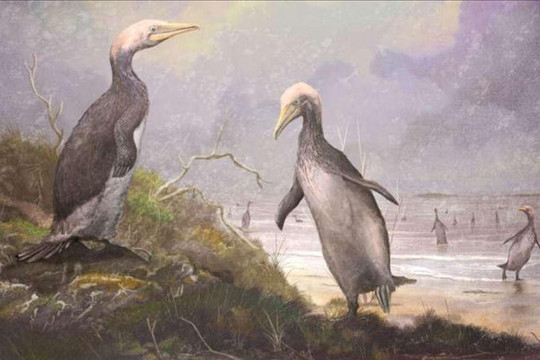 Phát hiện hóa thạch loài chim khổng lồ mới ở Bắc bán cầu