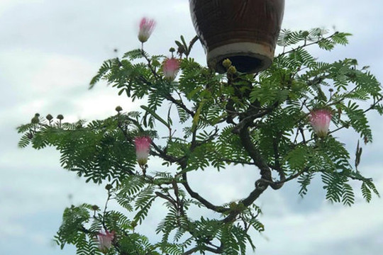 Vườn bonsai ngược trăm triệu đồng trên sân thượng nhà phố ở Quảng Nam