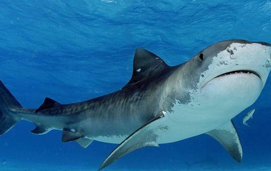 Những sự thật thú vị về cá mập khiến bạn kinh ngạc