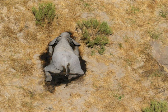 Hơn 350 con voi chết hàng loạt ở Botswana có thể do virus mới, lo ngại lây sang người