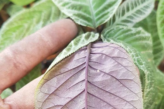 Loại cây lạ, lá có đầy răng cưa, sẫm mịn như nhung, bán đắt tiền