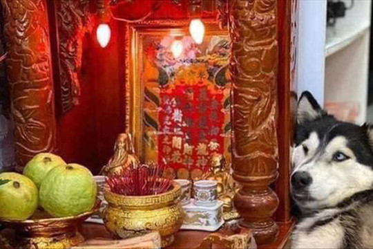 Chú chó Husky nằm 'chầu chực' mãi cạnh bàn thờ thần tài chỉ vì một miếng thịt, dân tình gật gù đúng là... khổ vì ăn