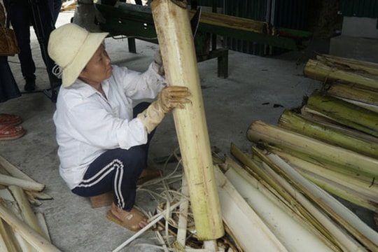 Thân cây chuối tưởng chỉ lợn ăn hoặc bỏ thối nay bán thu triệu USD