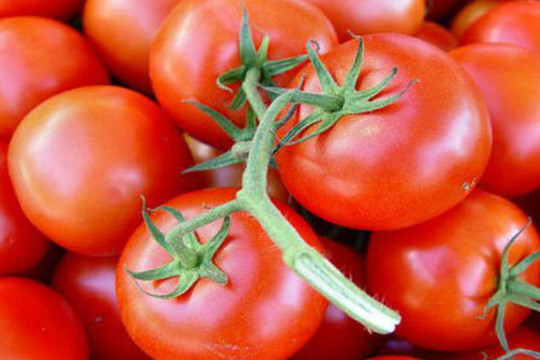 Trồng loại cà chua ăn vào giảm căng thẳng và sợ hãi