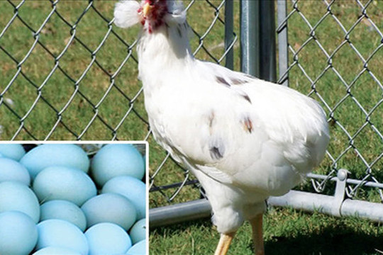 Bí ẩn về loài gà lạ dáng đẹp, không đuôi, lại đẻ sòn sòn ra trứng màu tới 240 quả/năm