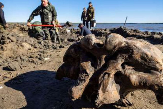 Băng tan tại Bắc Cực để lộ hài cốt voi ma mút 10.000 tuổi