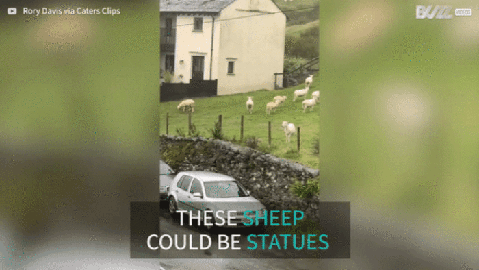 Kỳ lạ: Hàng trăm con cừu đứng yên bất động rất lâu như bị thôi miên