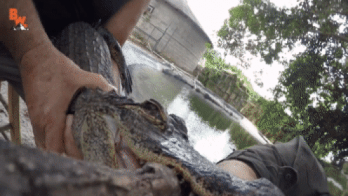 Liều lĩnh cho cá sấu cắn vào tay, điều gì xảy ra sau đó?