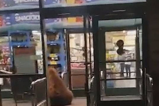 Gấu liều lĩnh mò vào cửa hàng trộm bim bim lúc nửa đêm