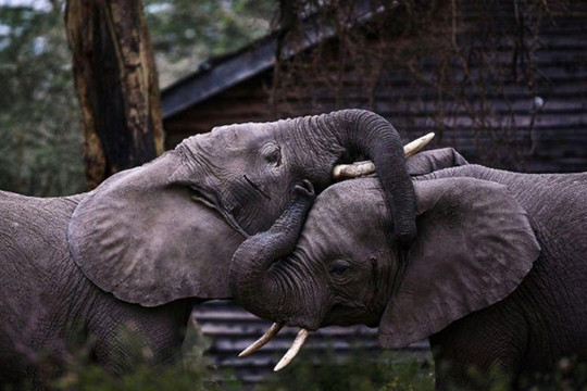 12 con voi chết bí ẩn ở Zimbabwe