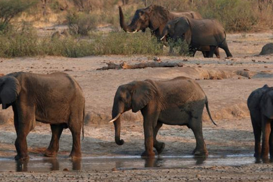 Hàng chục con voi ở Zimbabwe chết bất thường, nghi do nhiễm vi khuẩn