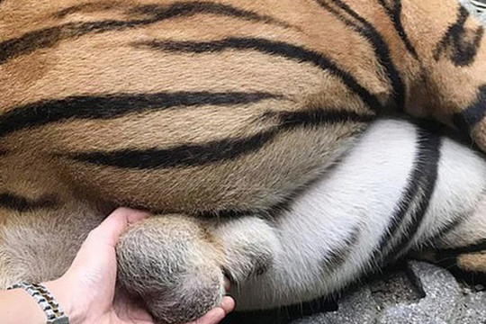 Nữ du khách táo tợn nắm 'bộ phận nhạy cảm' của hổ để chụp ảnh
