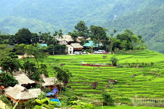 Chớm thu, kéo nhau đi ngắm ruộng bậc thang mùa lúa chín