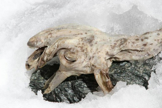 Tìm thấy xác ướp sơn dương đóng băng cực hiếm trên dãy Alps
