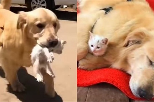 Thấy mèo con nằm thoi thóp, chó ngậm đưa về nhà: Câu chuyện tiếp theo mới thật ấm lòng!