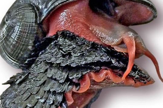 Phát hiện loài ốc sên 'thân sắt' mở ra 'kỳ tích' với y học thế giới