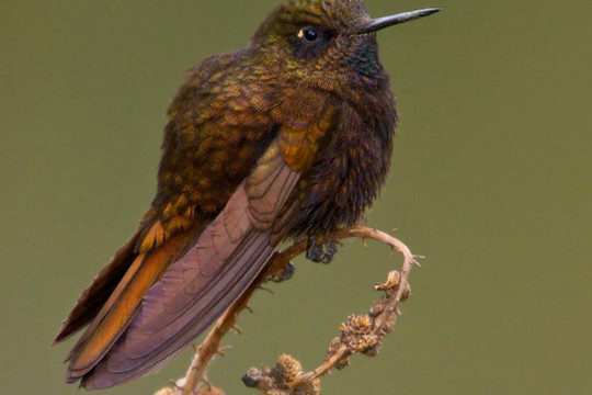 Chim ruồi tự 'đông cứng' để tồn tại trên dãy Andes
