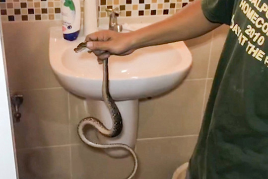 Nam thanh niên bị rắn cắn vào ‘cậu nhỏ’ khi đi vệ sinh