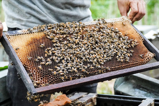 Khám phá với hơn 62 về mô hình nuôi ong lấy mật mới nhất  Tin học Đông Hòa