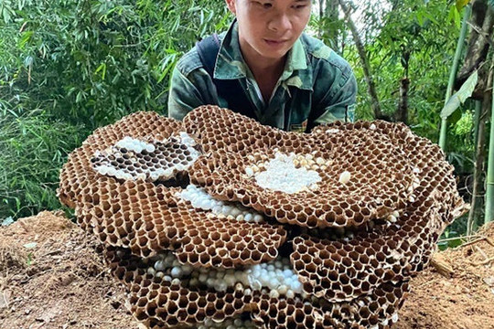 Những nghề lạ: Nuôi loài ong kịch độc, thương lái Trung Quốc lùng mua
