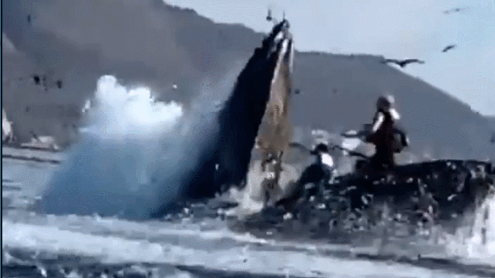 Thót tim cảnh cá voi lưng gù suýt nuốt chửng hai phụ nữ trên thuyền kayak