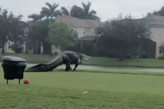 Cá sấu khổng lồ sừng sững đi dạo... sân golf ở Mỹ