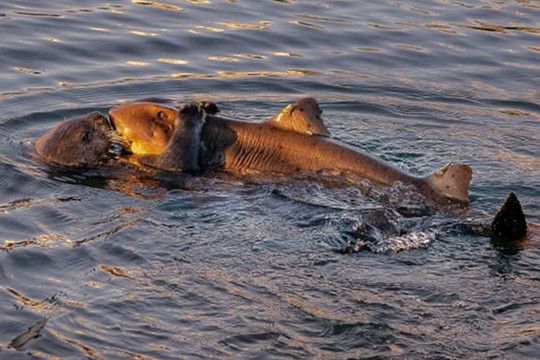 Cảnh tượng khó tin: Rái cá cố ăn thịt cá mập sừng