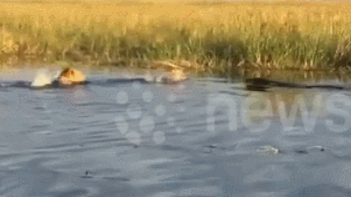Sư tử đực cứu em trai bị cá sấu tấn công trong lúc bơi qua sông