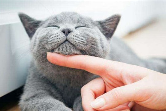 11 dấu hiệu cho thấy mèo đang thích và yêu quý bạn