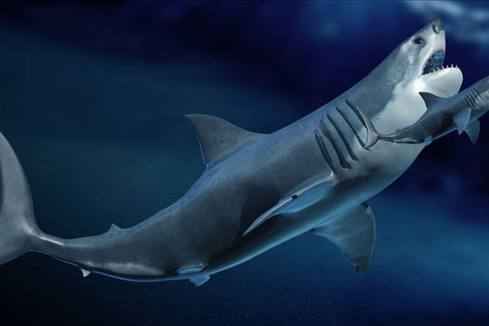 Hé lộ bí mật của siêu cá mập Megalodon