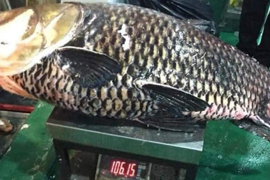 Cá hô 'khủng' nặng hơn 100kg vẫn bán công khai bất chấp lệnh cấm