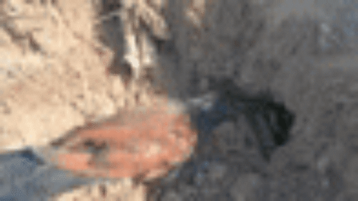 Video: Chim bìm bịp háu chiến mổ vỡ đầu rắn lục, kéo con mồi từ hang lên ăn thịt