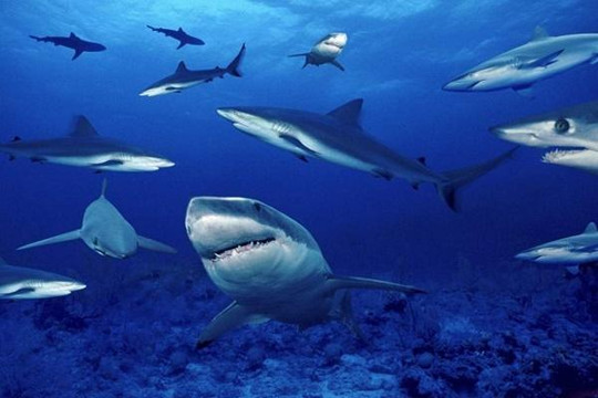 Vẻ đẹp của vịnh Cá mập nổi tiếng ở Australia