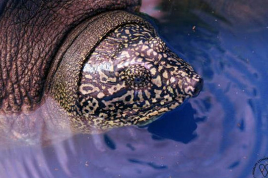 Tìm thấy hậu duệ của rùa Hoàn Kiếm ở hồ Đồng Mô
