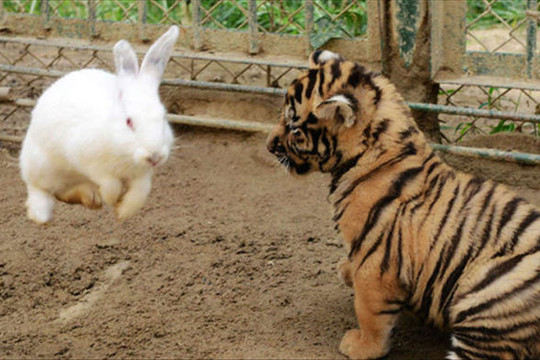 Sở thú thả thỏ vào chuồng cho hổ ăn: Hôm sau quay lại, cảnh tượng trước mắt khiến họ kinh ngạc