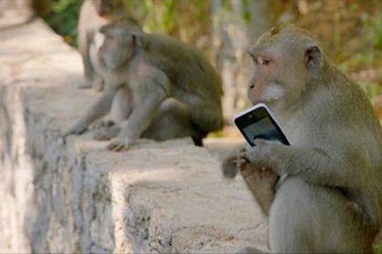Những con khỉ trộm cướp ở Indonesia ngày càng thông minh, có thể nhận biết món đồ giá trị cao để lấy rồi đòi tiền chuộc