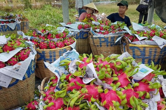 Thương lái Trung Quốc ép giá, người trồng thanh long lao đao